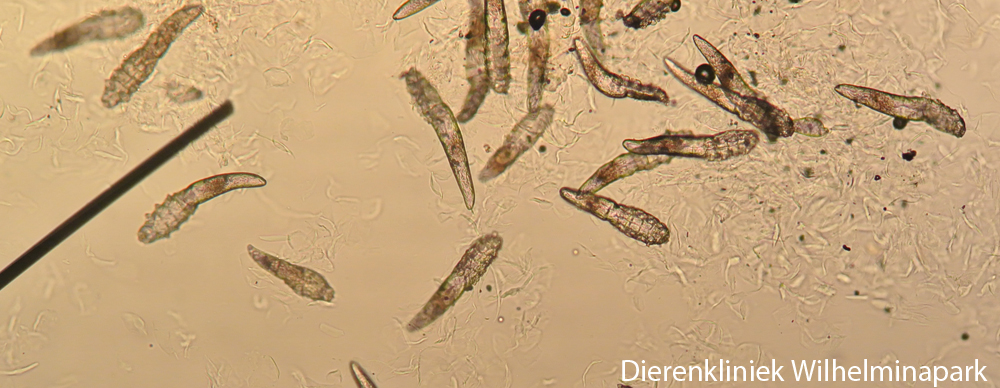Een hond met een infectie van demodex mijten oftewel jonge honden schurft. Foto Dierenkliniek Wilhelminapark utrecht